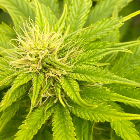 Wedding cake auto growlog timeline photo