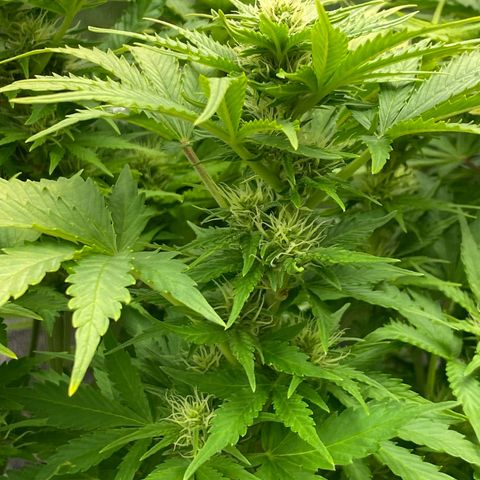 Wedding cake auto growlog timeline photo