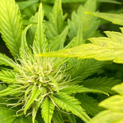Wedding cake auto growlog timeline photo