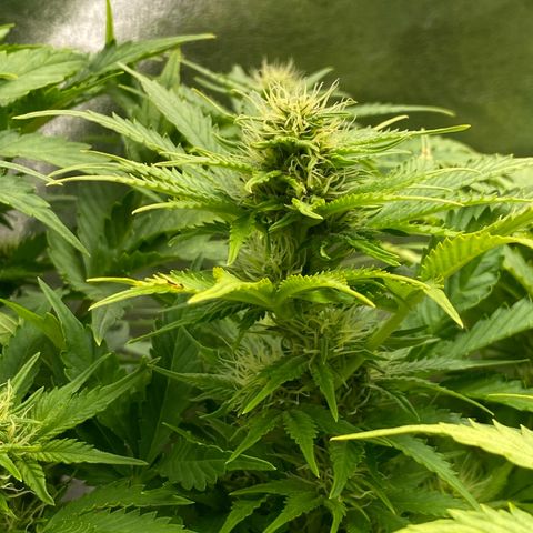Wedding cake auto growlog timeline photo