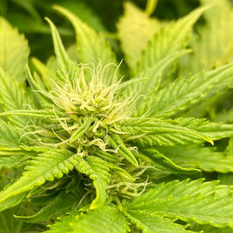 Wedding cake auto growlog timeline photo