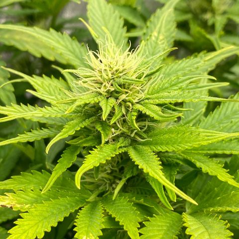 Wedding cake auto growlog timeline photo