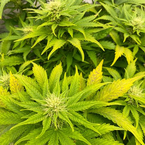 Wedding cake auto growlog timeline photo