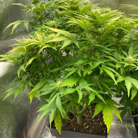 Wedding cake auto growlog timeline photo