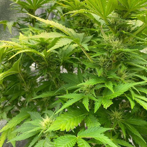 Wedding cake auto growlog timeline photo