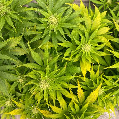 Wedding cake auto growlog timeline photo