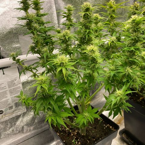 Wedding cake auto growlog timeline photo