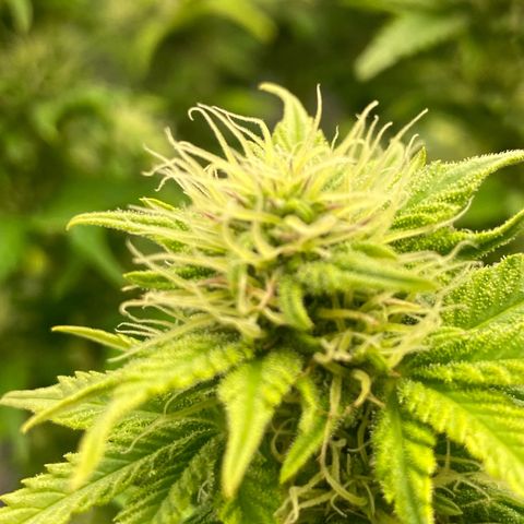 Wedding cake auto growlog timeline photo
