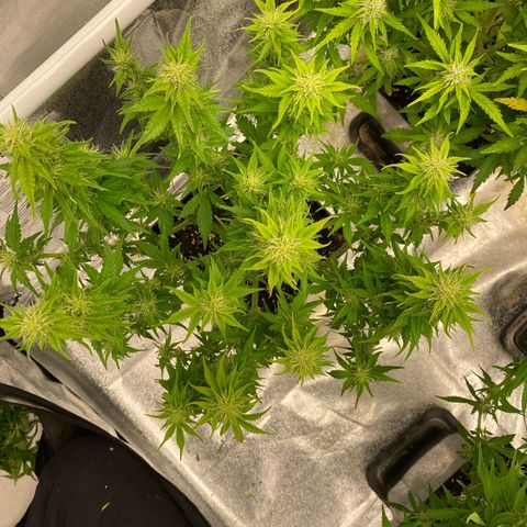 Wedding cake auto growlog timeline photo