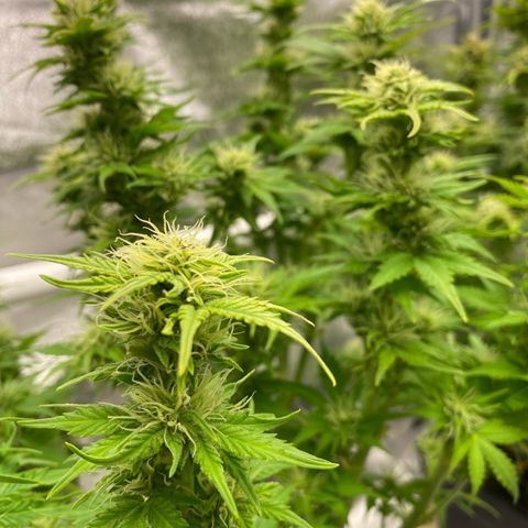 Wedding cake auto growlog timeline photo