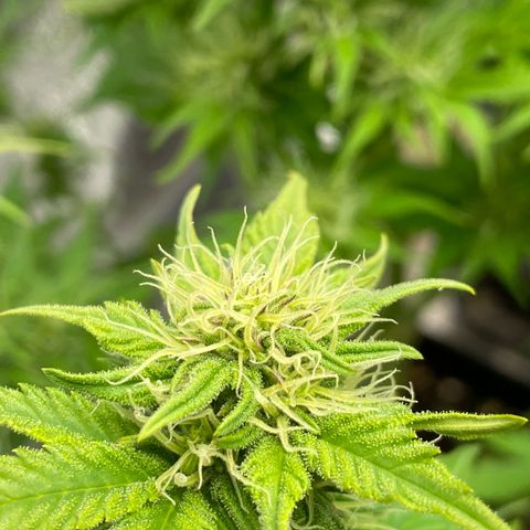 Wedding cake auto growlog timeline photo