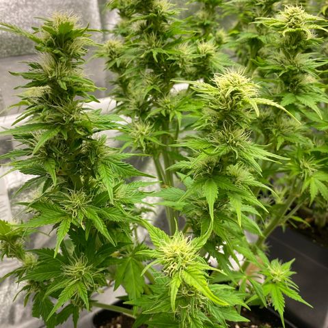 Wedding cake auto growlog timeline photo