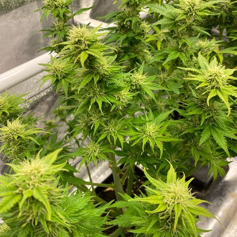 Wedding cake auto growlog timeline photo