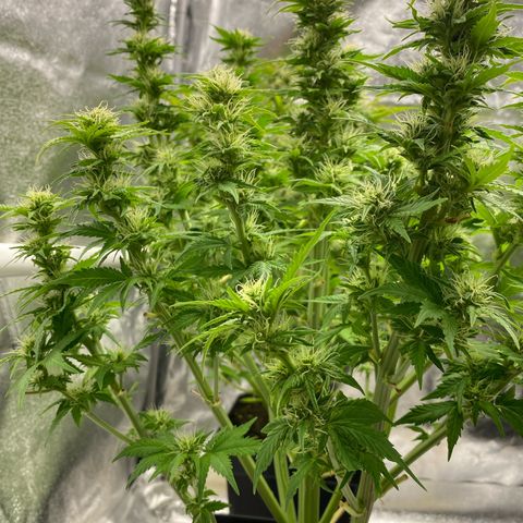 Wedding cake auto growlog timeline photo