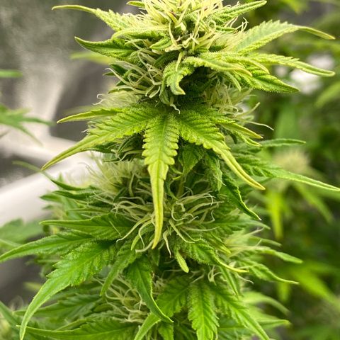 Wedding cake auto growlog timeline photo
