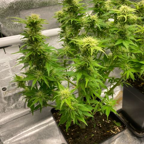 Wedding cake auto growlog timeline photo