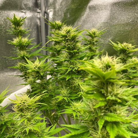Wedding cake auto growlog timeline photo