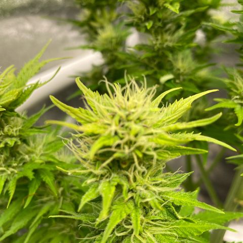Wedding cake auto growlog timeline photo