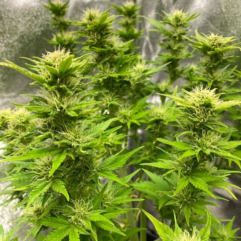 Wedding cake auto growlog timeline photo