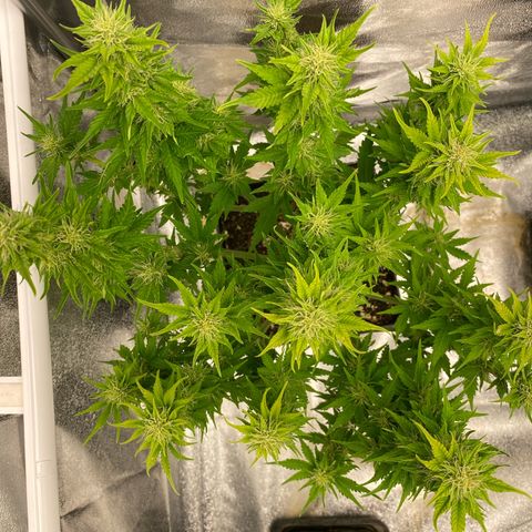 Wedding cake auto growlog timeline photo