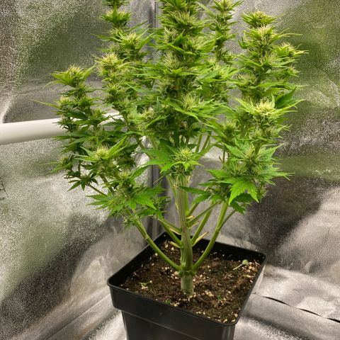 Wedding cake auto growlog timeline photo
