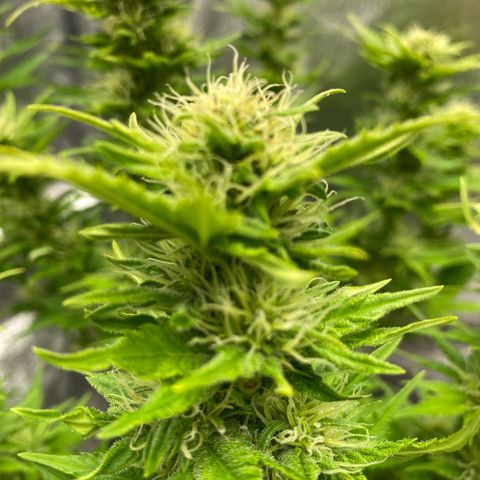 Wedding cake auto growlog timeline photo