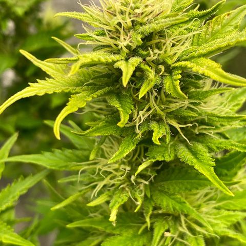 Wedding cake auto growlog timeline photo