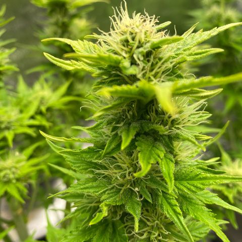 Wedding cake auto growlog timeline photo