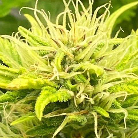 Wedding cake auto growlog timeline photo