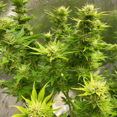 Wedding cake auto growlog timeline photo