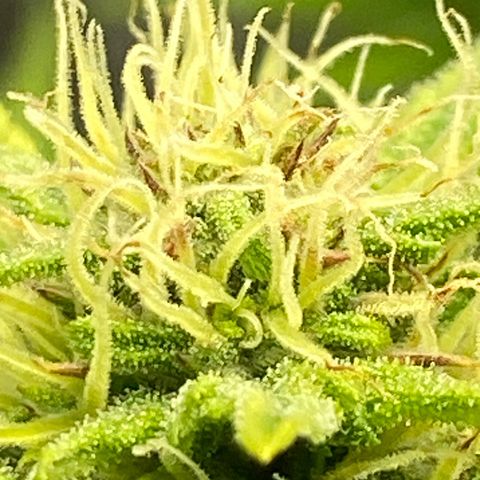 Wedding cake auto growlog timeline photo