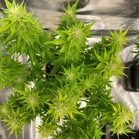 Wedding cake auto growlog timeline photo