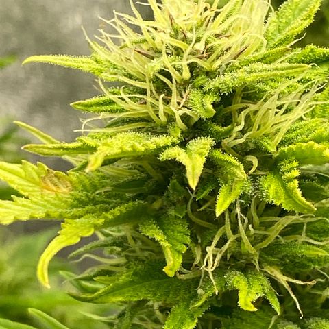 Wedding cake auto growlog timeline photo