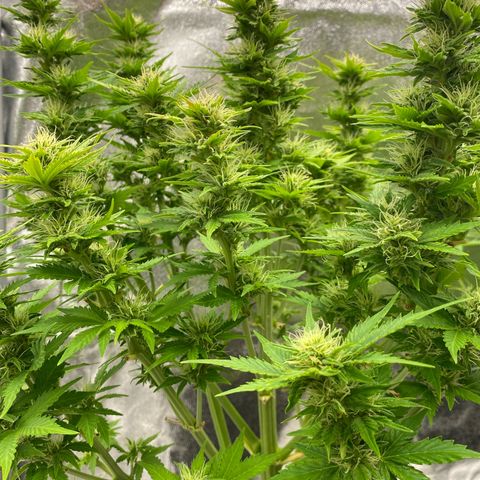 Wedding cake auto growlog timeline photo
