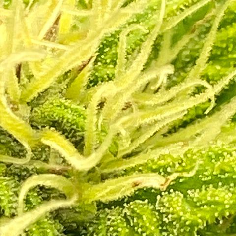 Wedding cake auto growlog timeline photo