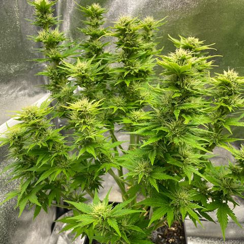 Wedding cake auto growlog timeline photo