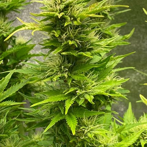 Wedding cake auto growlog timeline photo