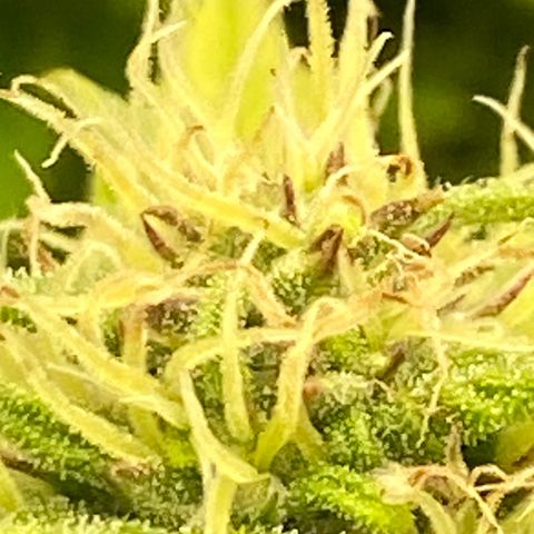 Wedding cake auto growlog timeline photo
