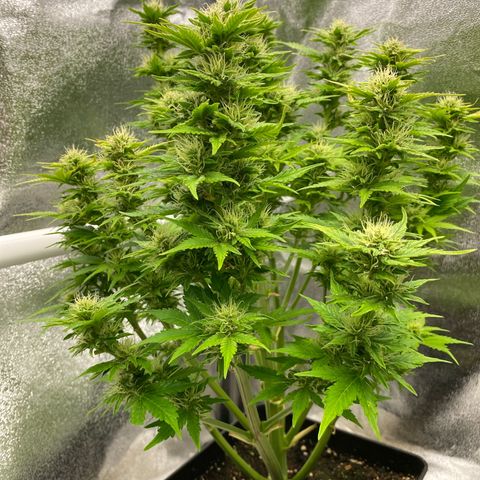 Wedding cake auto growlog timeline photo