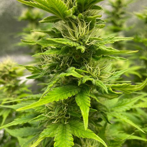 Wedding cake auto growlog timeline photo