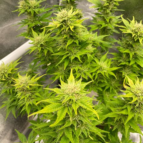 Wedding cake auto growlog timeline photo