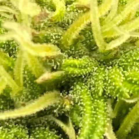 Wedding cake auto growlog timeline photo