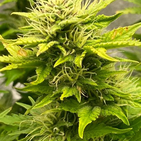 Wedding cake auto growlog timeline photo