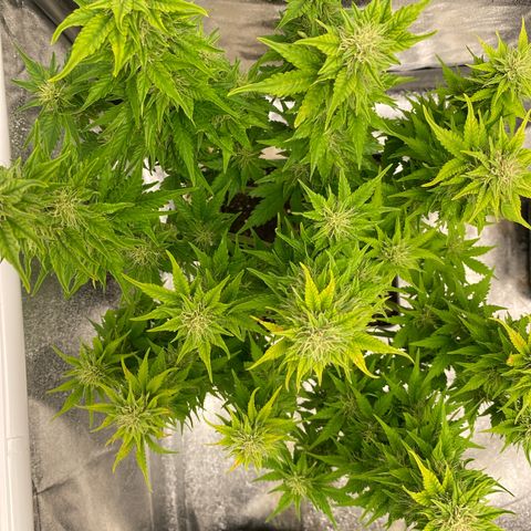 Wedding cake auto growlog timeline photo