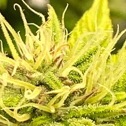 Wedding cake auto growlog timeline photo