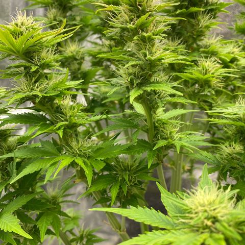 Wedding cake auto growlog timeline photo