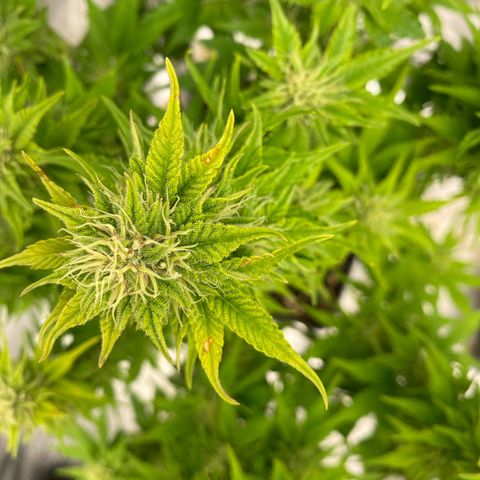 Wedding cake auto growlog timeline photo