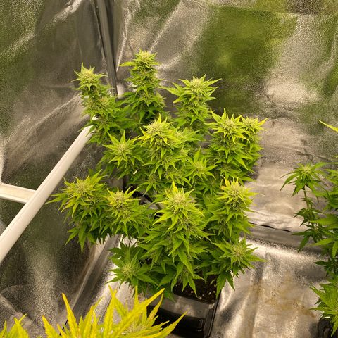 Wedding cake auto growlog timeline photo