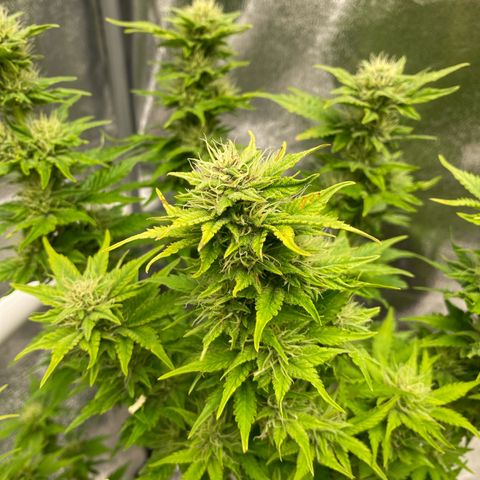 Wedding cake auto growlog timeline photo