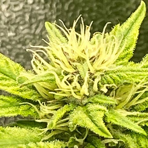 Wedding cake auto growlog timeline photo